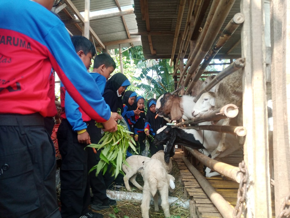 Siswa kelas satu Sekolah Dasar Islam Terpadu (SDIT) Samba Taruma Kunjungi Peternakan